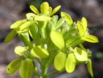 Western Wallflower (Erysimum capitatum).