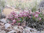 wheel milkweed, Asclepias uncialis.