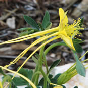 Aquilegia longissima.