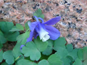 Aquilegia saximontana.