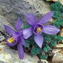 Aquilegia canadensis.