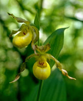 Cypripedium parviflorum.