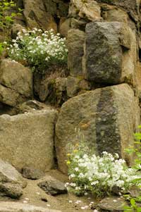 showy stickseed growing among a rocky outcrop.