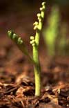 little goblin moonwort.