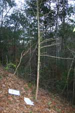 Florida torreya sapling.