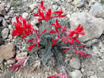 Scarlet milkvetch.