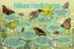 Thumbnail of Pollinator Friendly Practices interpretive panel.