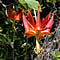 A red columbine: Aquilegia eximia