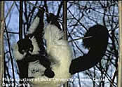 lemur hanging in a tree.