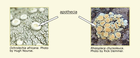 Two pictures of lichen species: Ochrolechia africans and Rhizoplaca chrysoleuca, arrows pointing at their apothecia.