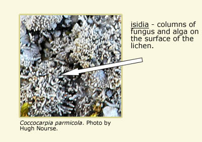 Coccocarpia parmicola, an arrow pointing to columns of fungus and alga (isidia) on its surface.