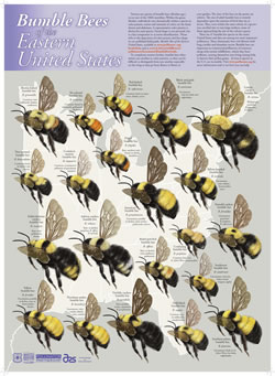 Bumblebees of the Eastern United States Poster.