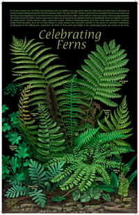 Thumbnail of Celebrating Ferns Poster.