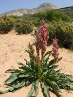 Canaigre dock (Rumex hymenosepalus).