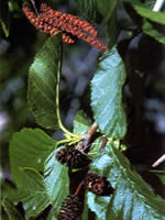 Mountain alder (Alnus incana).