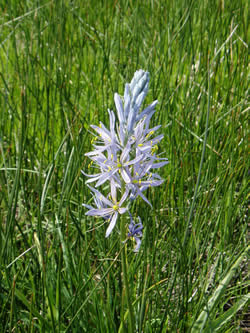 Camas lily.