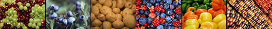 Image banner: grapes, blueberries, potoatoes, mixed berries, peppers, and corn.