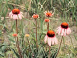 Blacksamson echinacea.