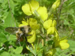 bee on false lupine.