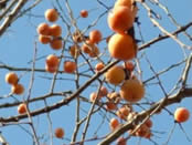 Persimmons.