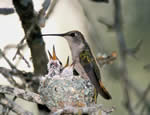 hummingbird nest covered with lichen.