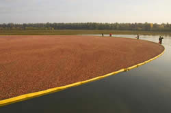 Gathering the cranberries with booms.