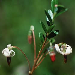 Cranberry (Vaccinium macrocarpon) flowers.