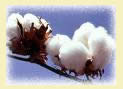 Cotton boll.