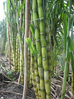 Sugar cane plants.