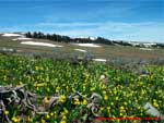 mountain field of Glacier Lilies.