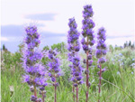 Silky phacelia.