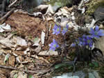 hepatica.