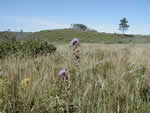 Northern plains blazing star.