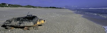 Loggerhead Sea Turtle at Archie Carr National Wildlife Refuge. Photo FWS.