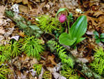 pink lady's slipper.