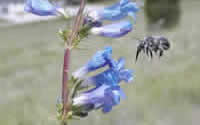 bee flying to a snapdragon flower.