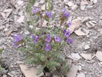 clay phacelia.