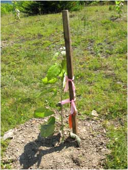 Bigtooth aspen seedling tied to a stake.