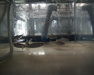 Fish being observed in our Wet Lab Environment