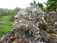 Crab-eye lichen with attendant mosses and other lichens growing on rocks.