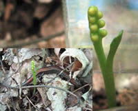 goblin fern with an inset photo of a red backed salamander next to a goblin fern.