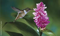 Scintillant hummingbird female feeding at and pollinating Elleanthus glaucophyllus.