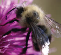 Bombus vagans.