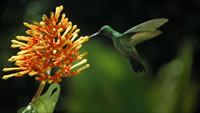 Hummingbird in flight.