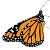 Monarch Butterfly