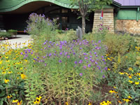 New England aster (Symphyotrichum novae-angliae).