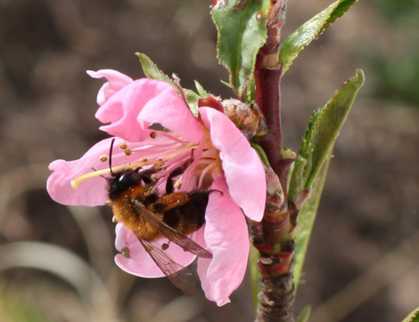 Sand bee foraging on a peach flower.