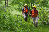 Two botanists walking through the forest.