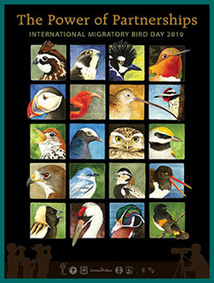 Poster showing various birds