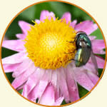 green bottle fly on a pink flower.